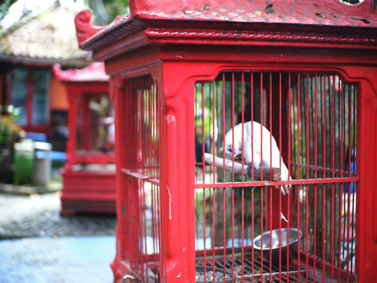 Parrot perched on a wooden branch then scratches its beak in a red cage photo