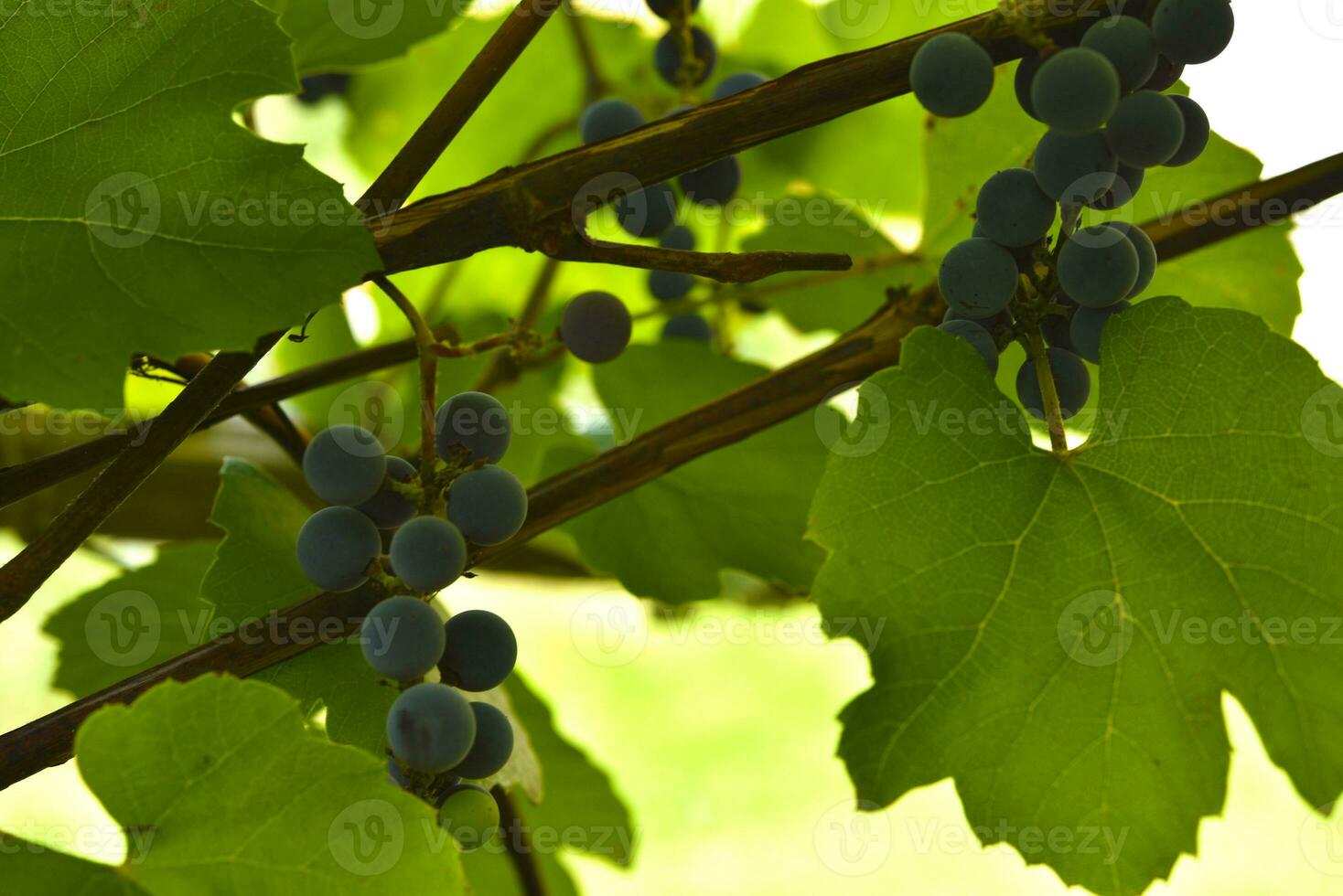 The fruits of young grapes on the vine. Purple fruits of homemade grapes. photo