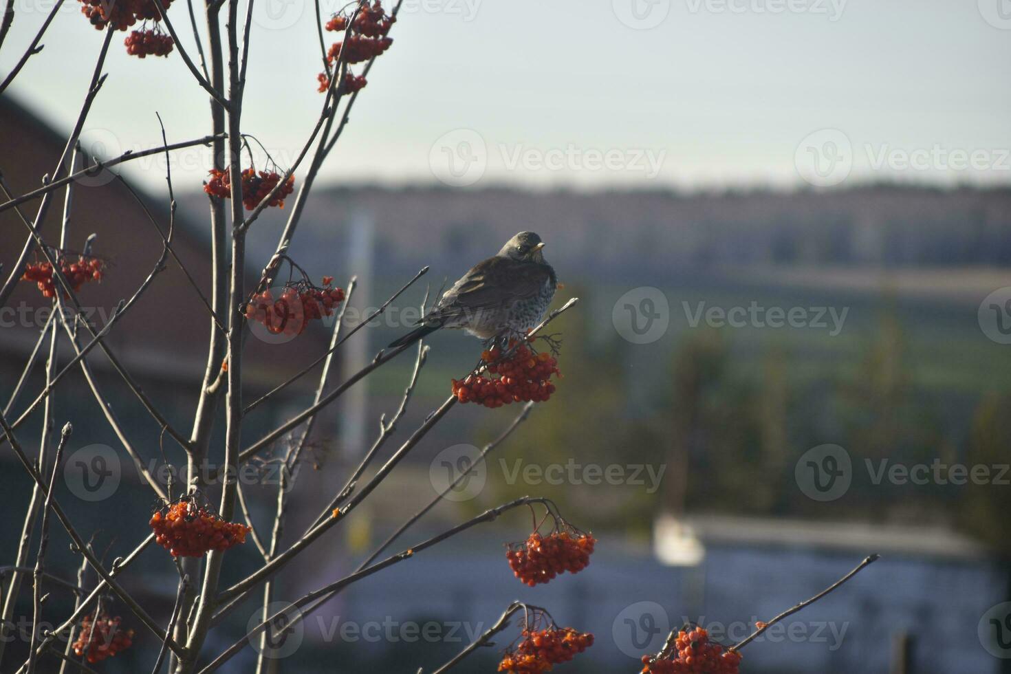 A migratory bird feeds on a rowan tree. The grey little bird is eating berries. photo