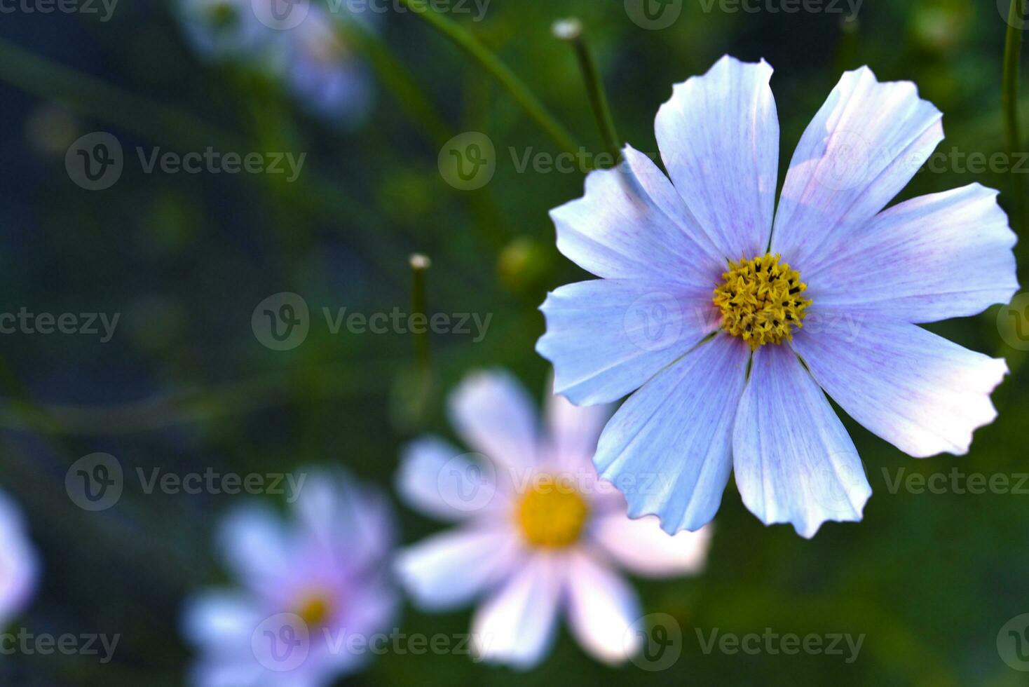 pulchra rubrum cosmea flores en horto Vésperum. magna florum et Bokeh. cosmos bipinnatus foto