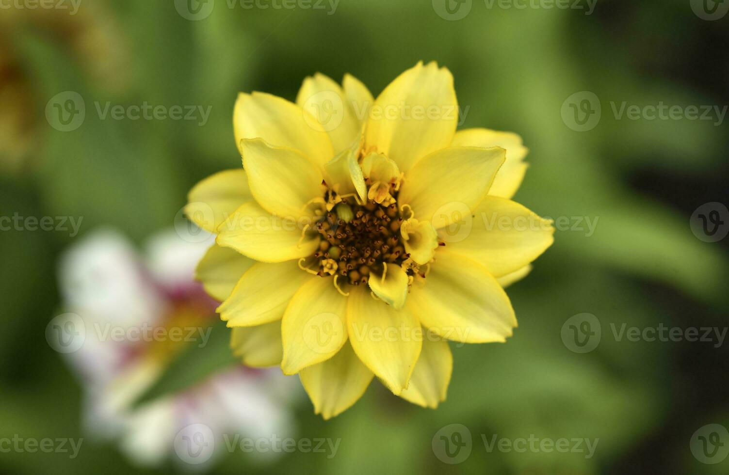 Large flowers of cynia in the summer garden. Bright flowers in close-up. The juicy color of the flowers. photo