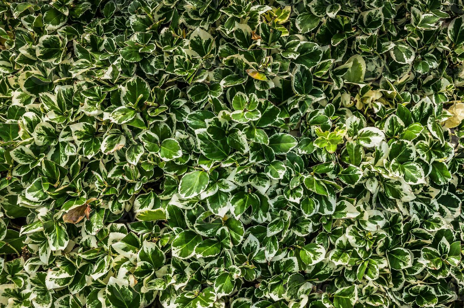 Green plant under sunset rays photo