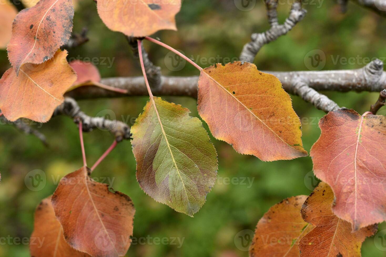 Colorful autumn leaves of an apple tree in the garden. Beautiful red and yellow leaves. The colors of autumn. photo