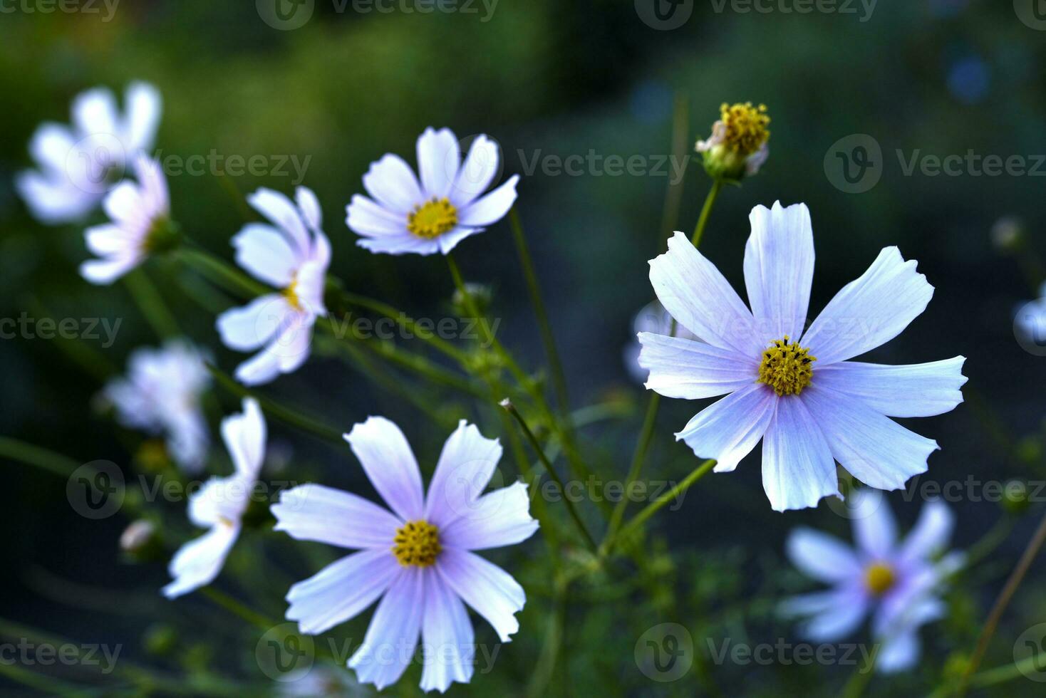 Pulchra rubrum cosmea flores in horto vesperum. Magna florum et bokeh. Cosmos bipinnatus. photo