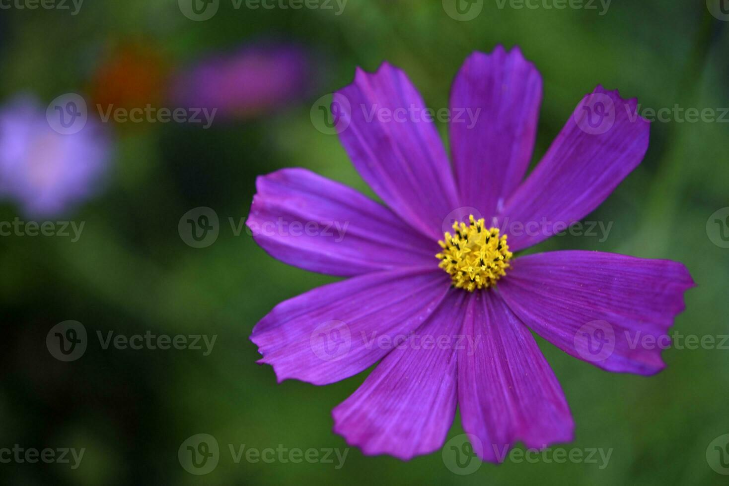 Pulchra rubrum cosmea flores in horto vesperum. Magna florum et bokeh. Cosmos bipinnatus. photo