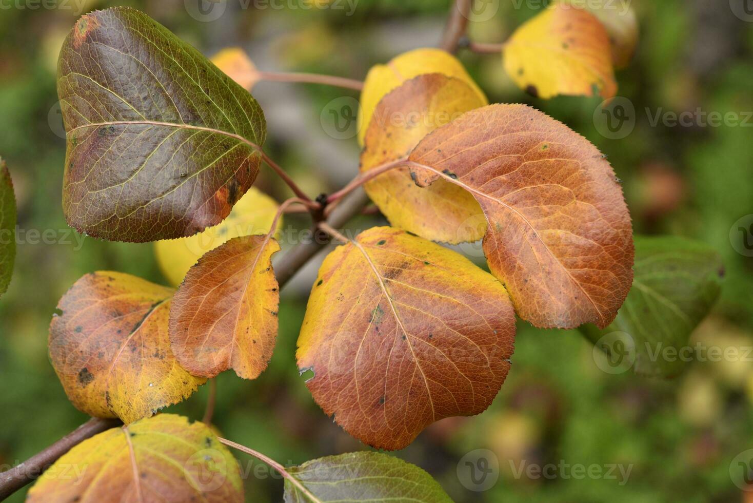 Colorful autumn leaves of an apple tree in the garden. Beautiful red and yellow leaves. The colors of autumn. photo