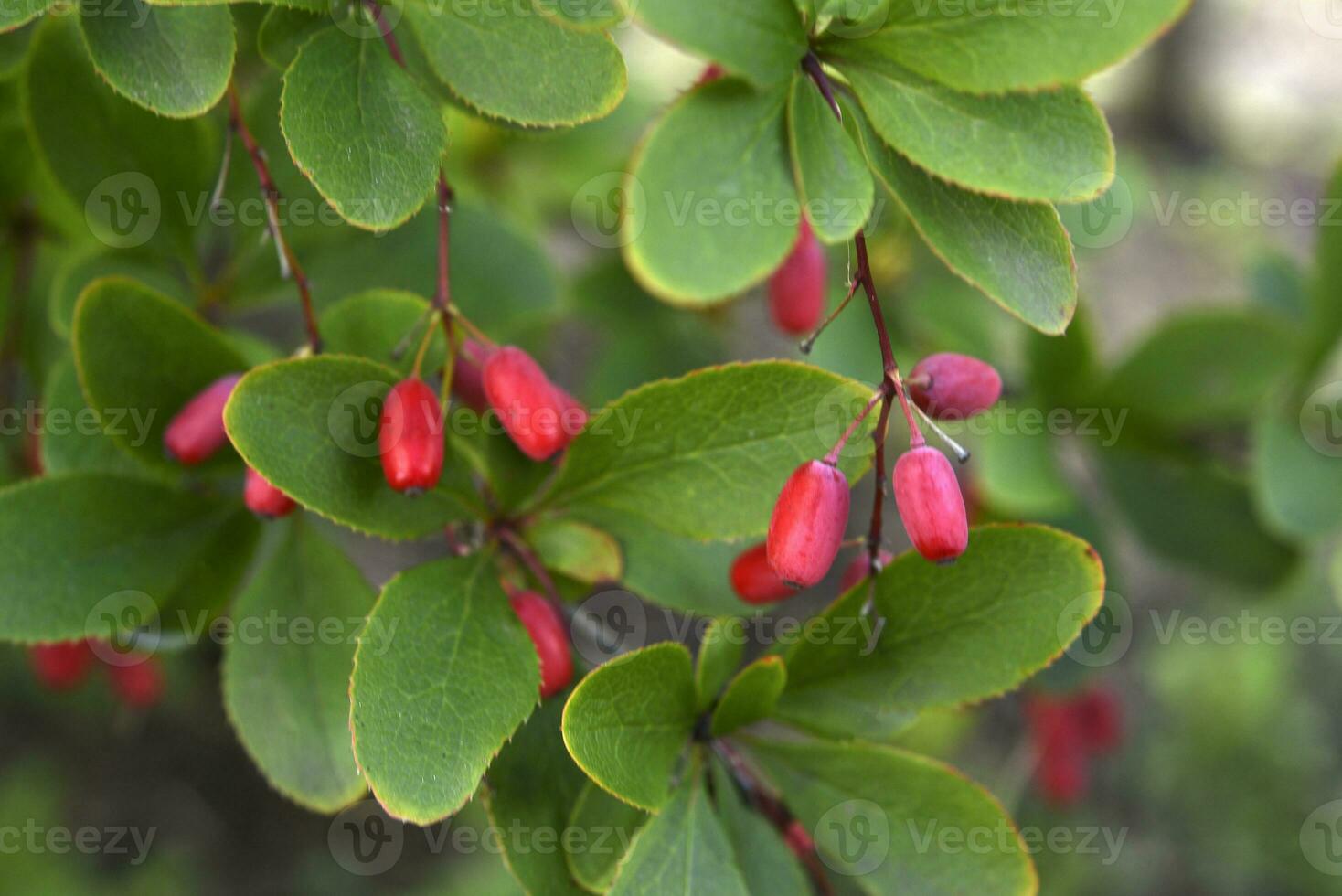 The fruits of the barberry on the bush. Red berries. Berberis vulgaris. photo