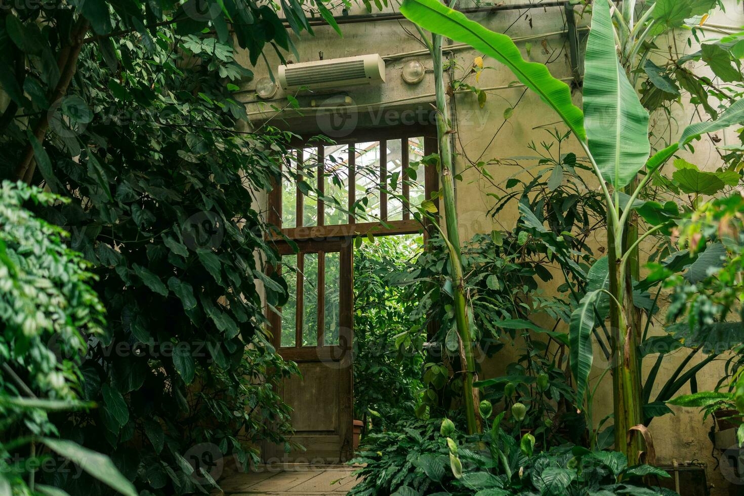 interior de un antiguo invernadero con un colección de tropical plantas foto