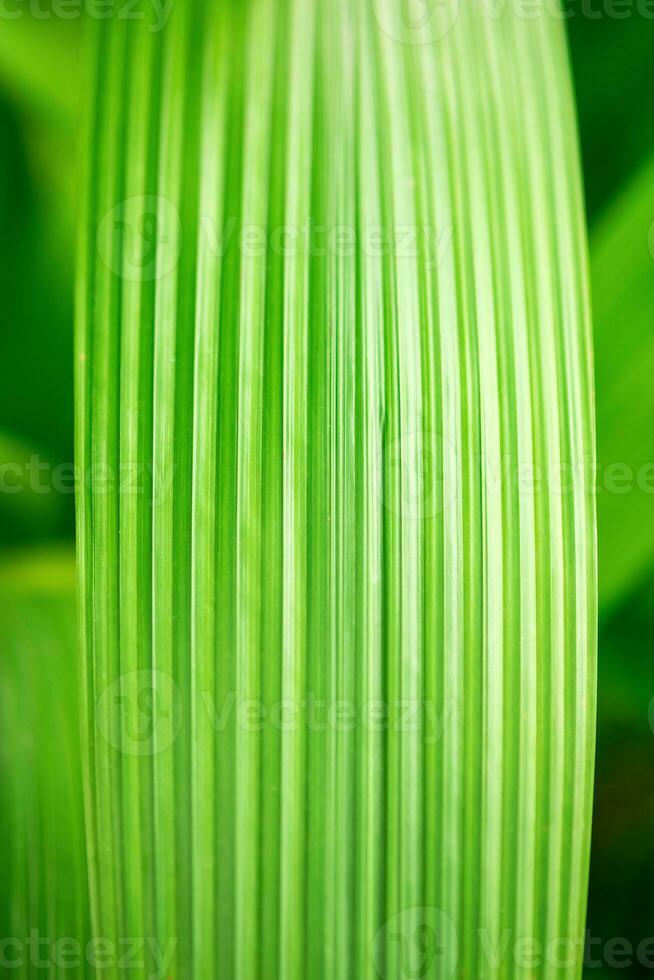 natural green floral background - texture of wide leaves of tropical plant photo