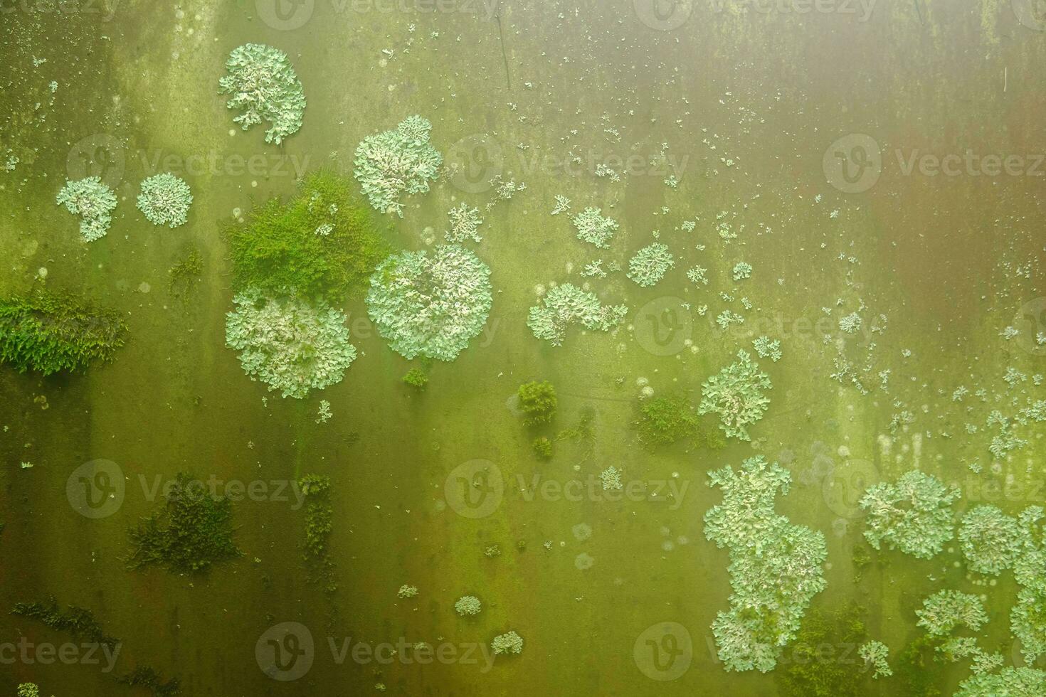 background, texture - surface covered with lichens and moss photo