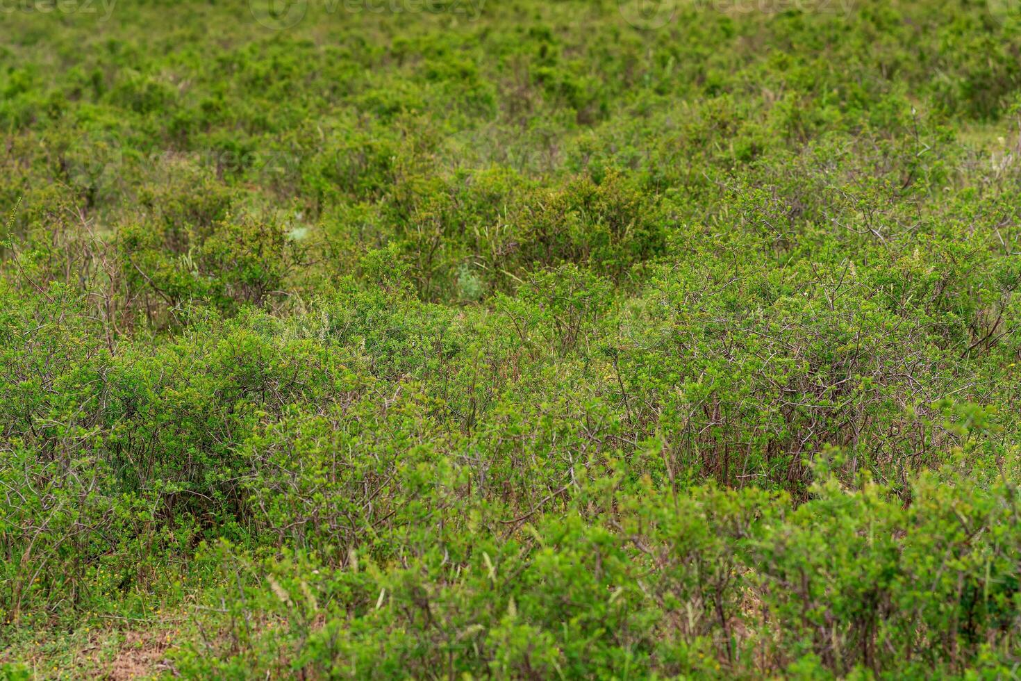 parcialmente borroso paisaje con primavera montaña matorral foto