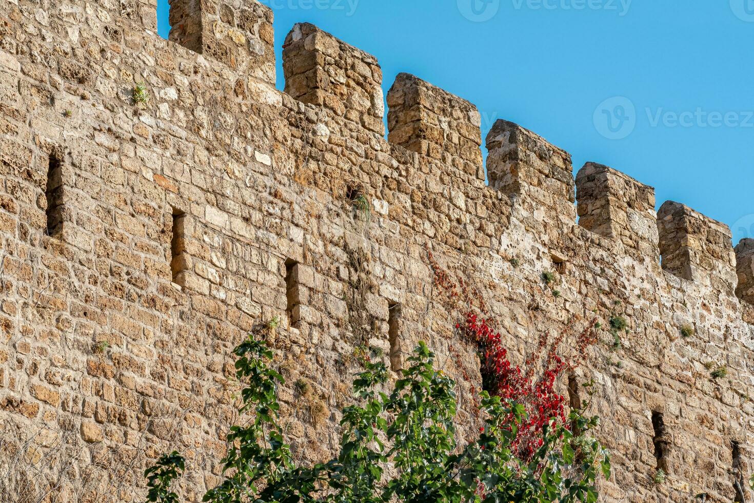 antiguo fortaleza muro, entrelazado con enredadera foto