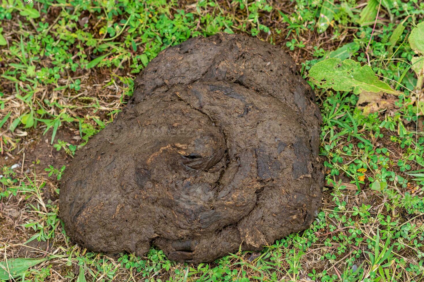 cow dung cake on grass closeup photo