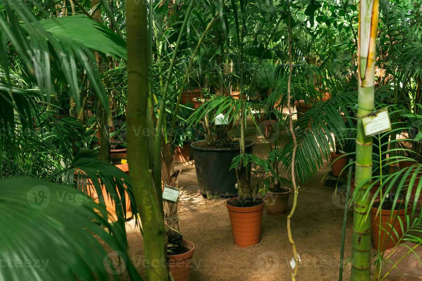 interior de un grande tropical invernadero con exótico plantas foto