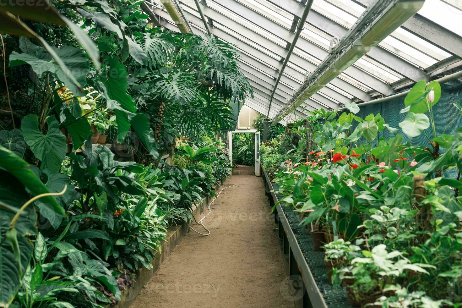 interior of a large greenhouse with a collection of tropical plants photo