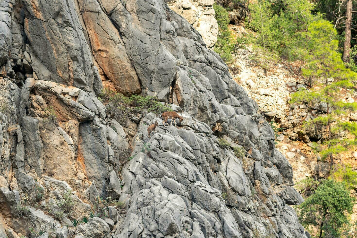 mountain landscape - sheer cliff with two chamois and wooded slope photo