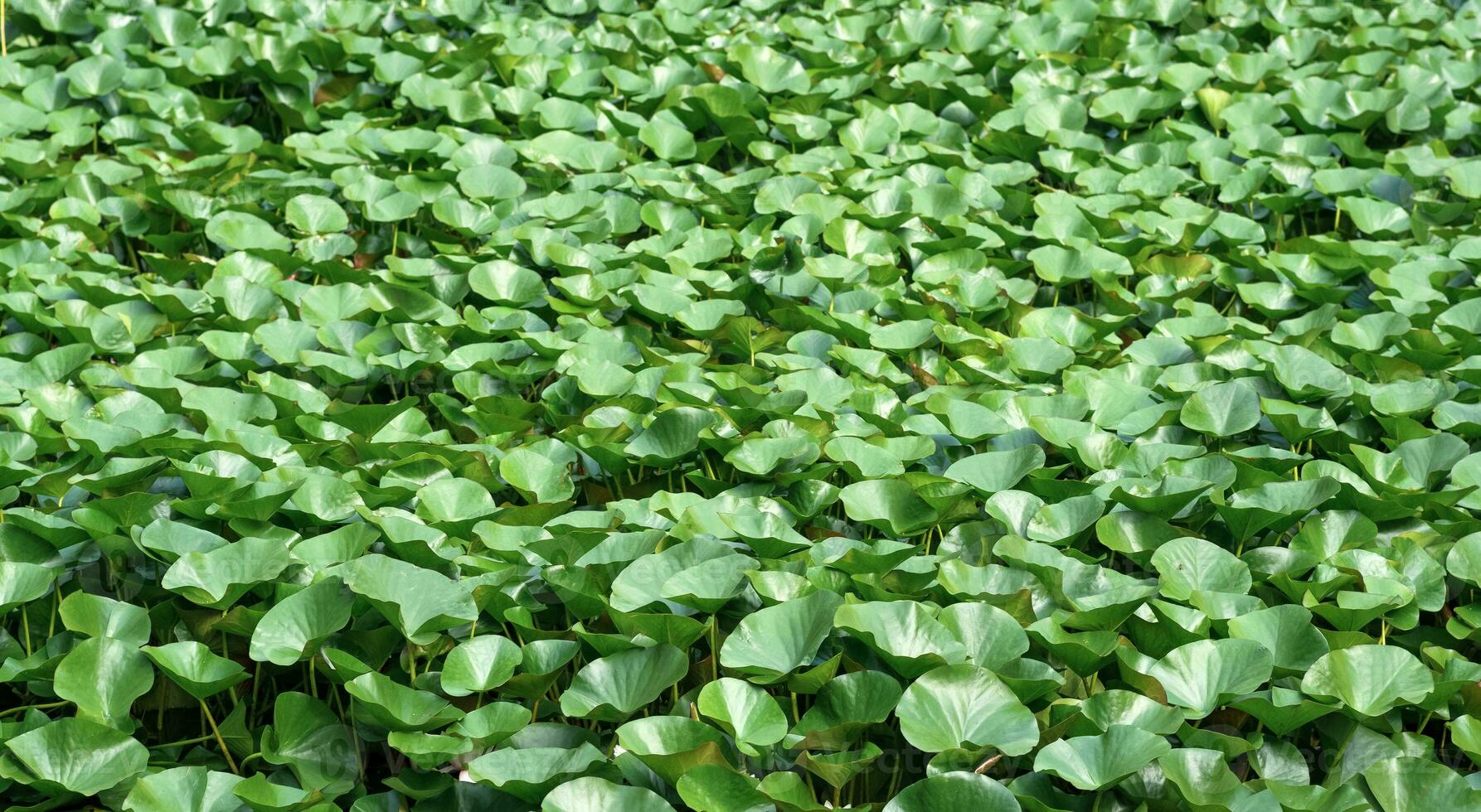 paisaje loto hojas completamente cubrir el superficie de el agua foto