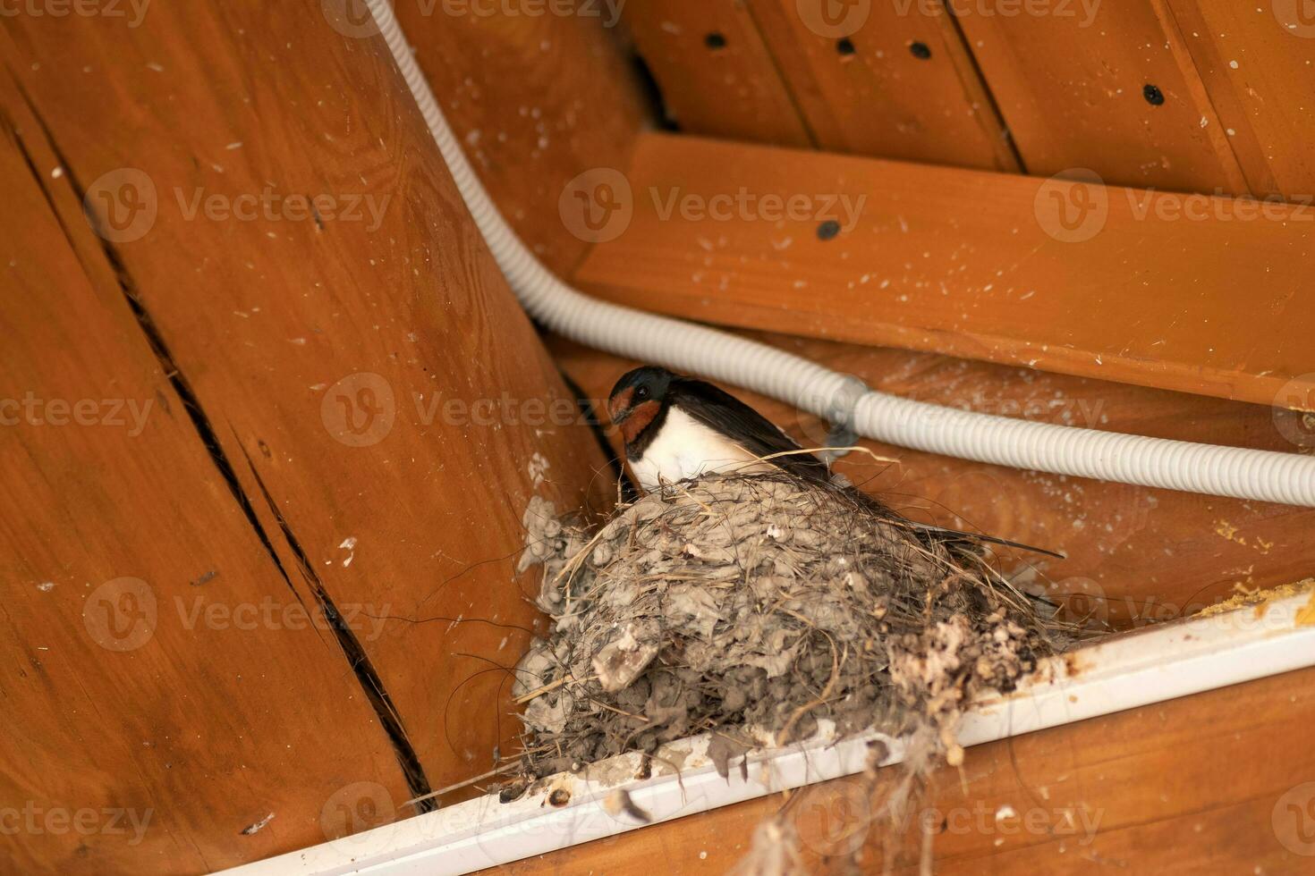 swallow in her nest under the roof of a wooden building photo