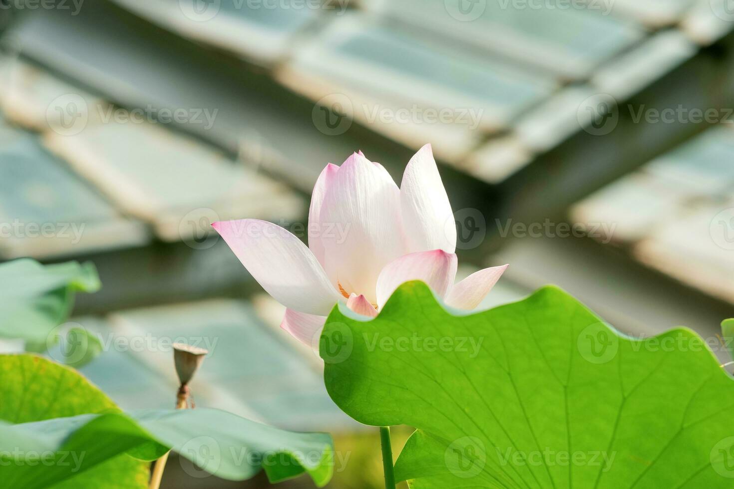 light pink lotus flower under the dome of the greenhouse photo