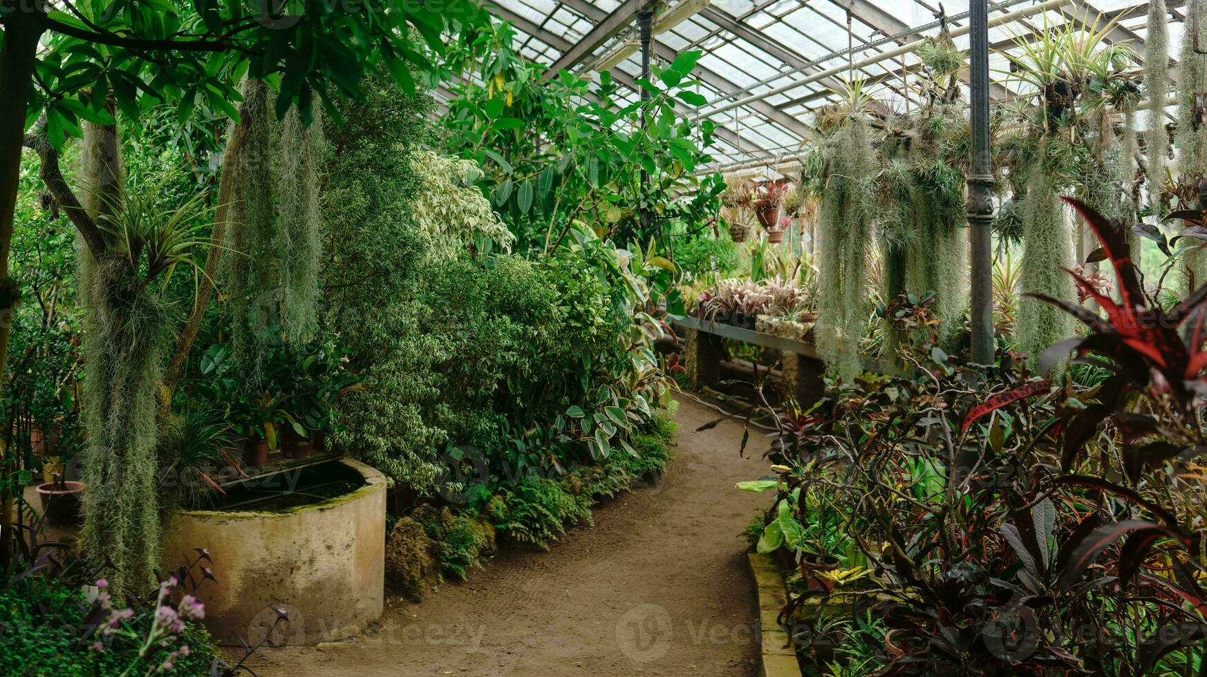 interior of a large greenhouse with a collection of tropical plants photo