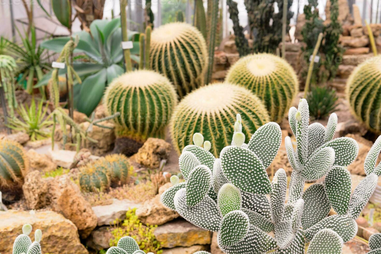 different cacti and other succulents in the greenhouse of the botanical