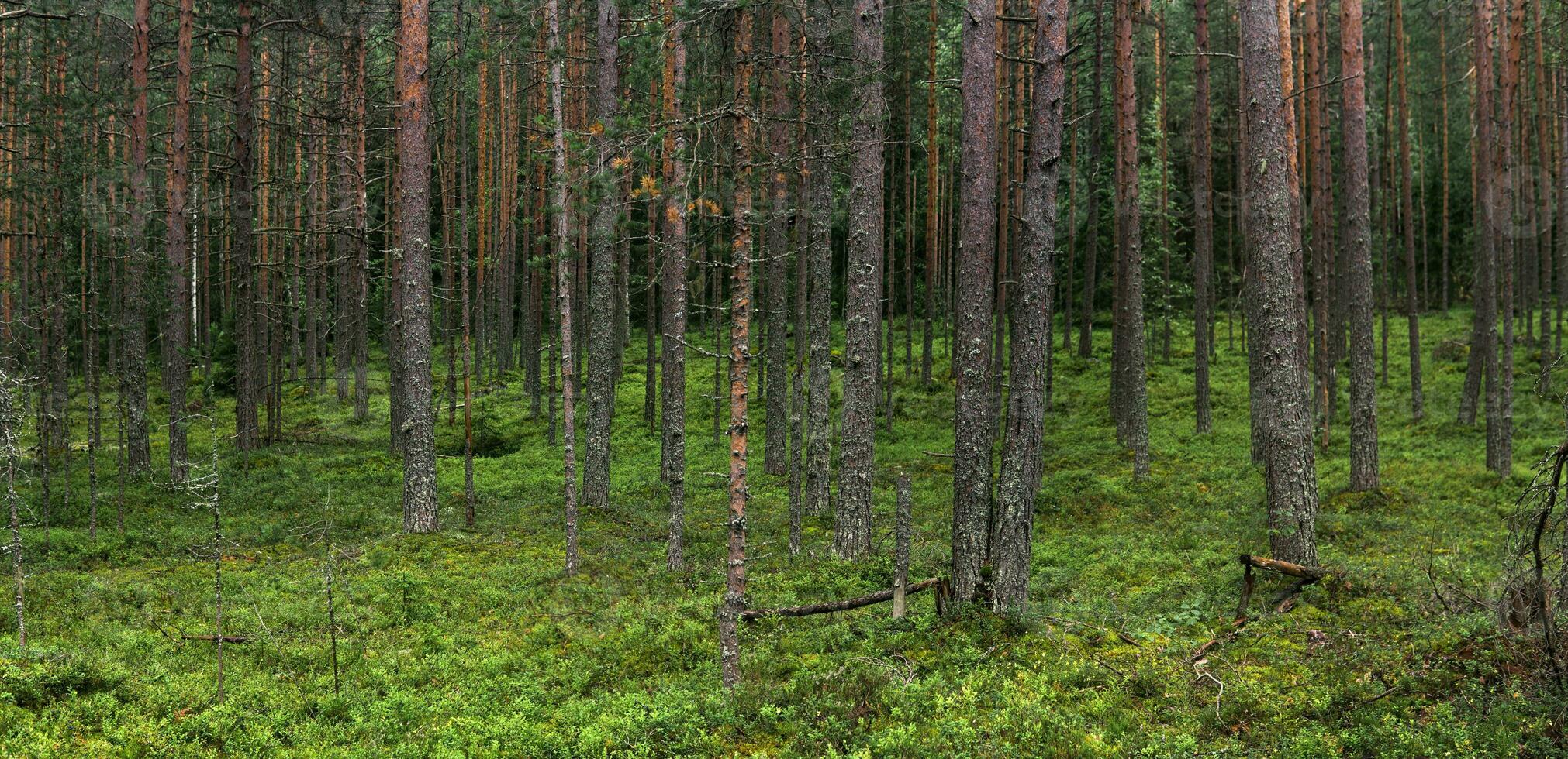 natural paisaje, pino boreal bosque con musgo maleza, conífero taiga foto