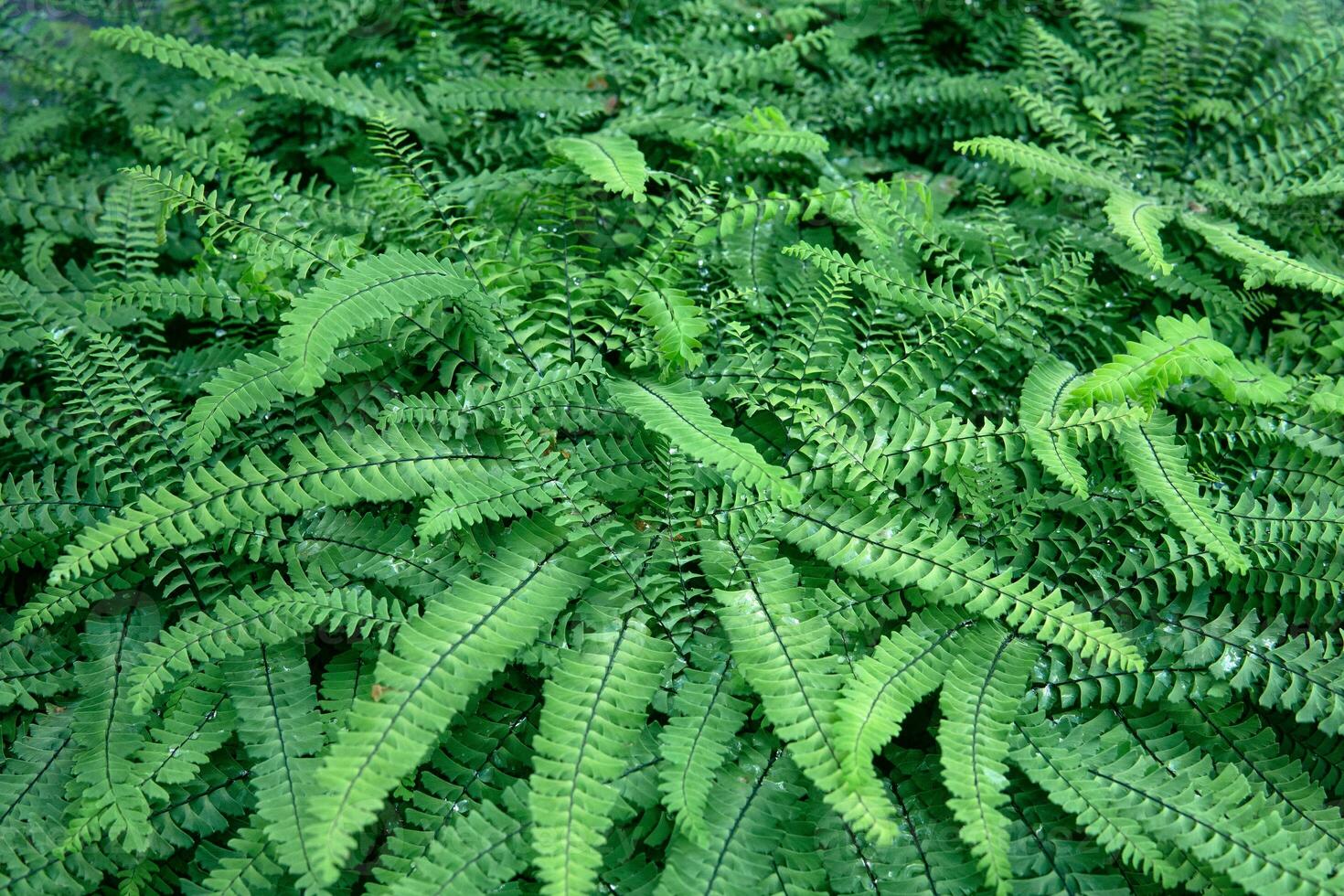 floral background, green leaves, nephrolepis fern covered with dew photo