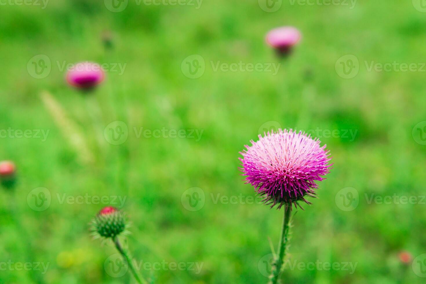 hermosa púrpura cardo flor de cerca en contra borroso primavera paisaje foto