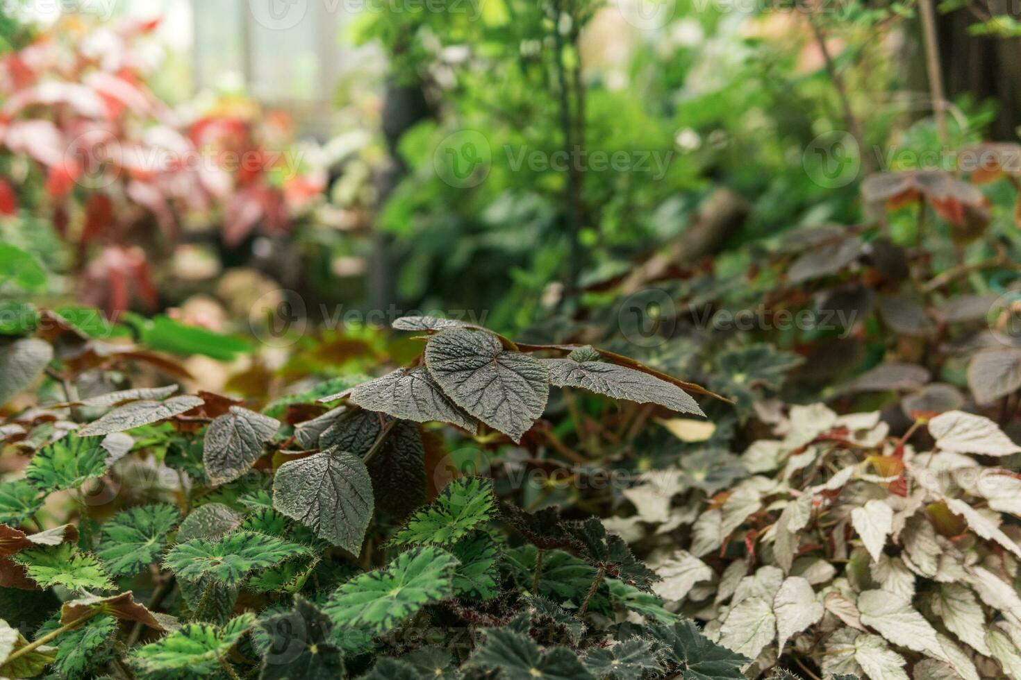 partially blurred natural background with leaves of begonias growing in the undergrowth photo