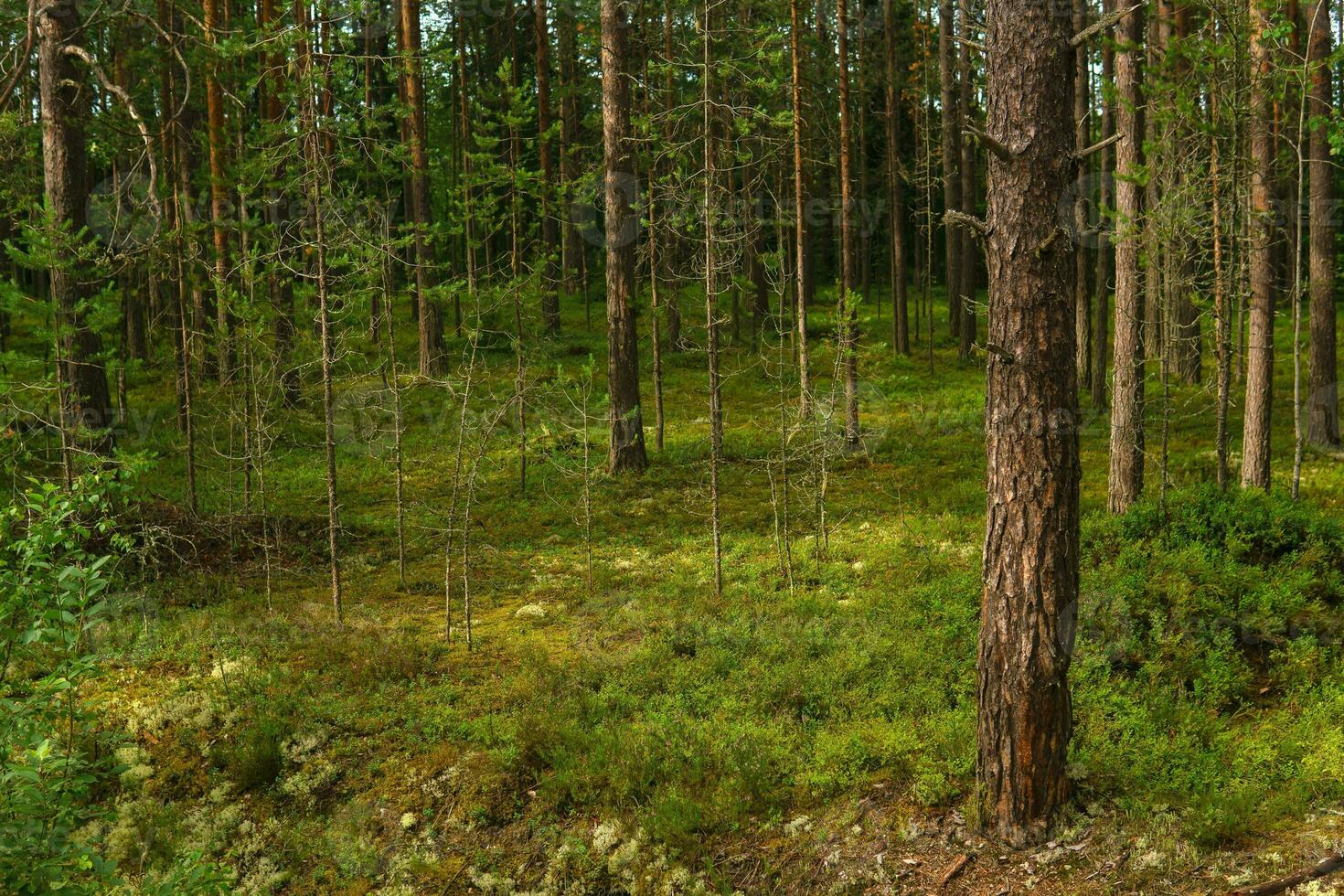 natural paisaje, pino boreal bosque con musgo maleza, conífero taiga foto