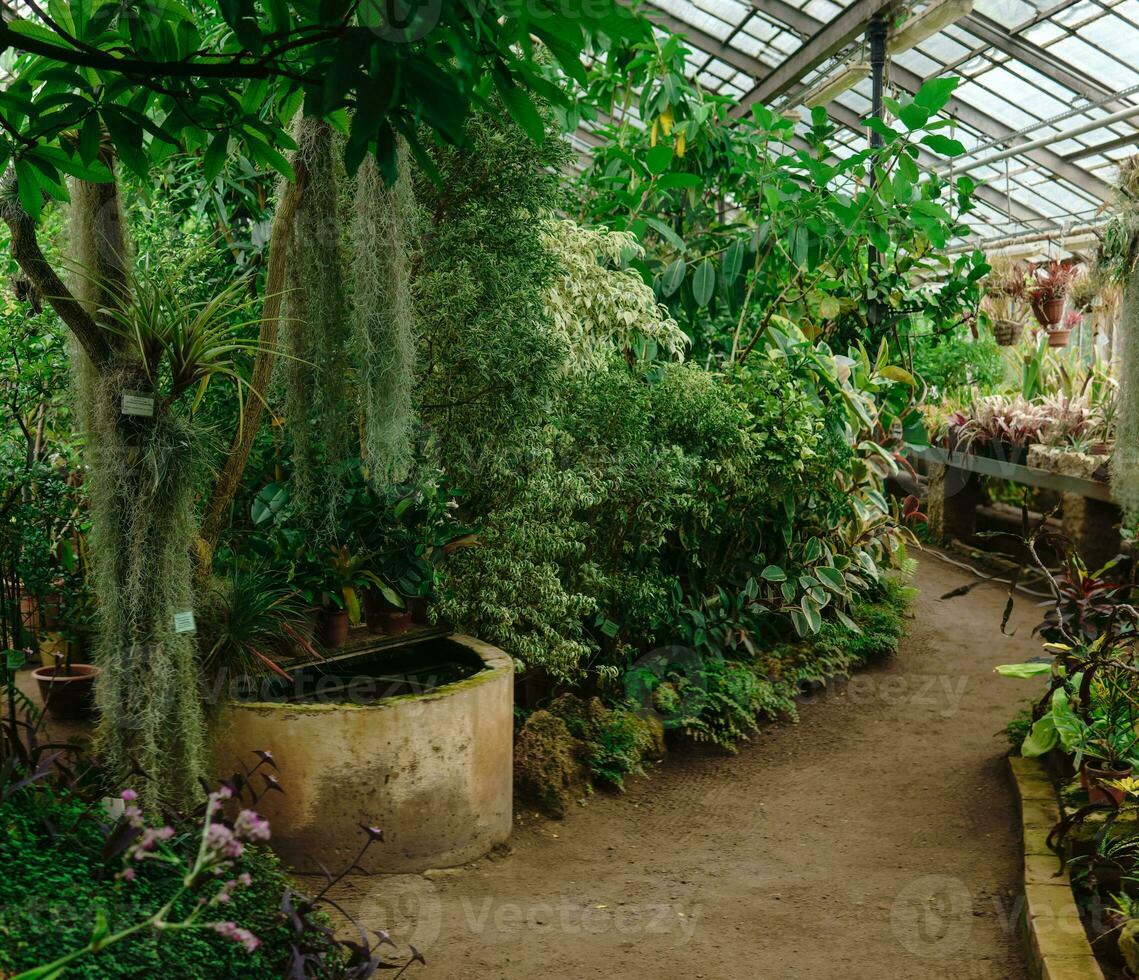 interior of a large greenhouse with a collection of tropical plants photo