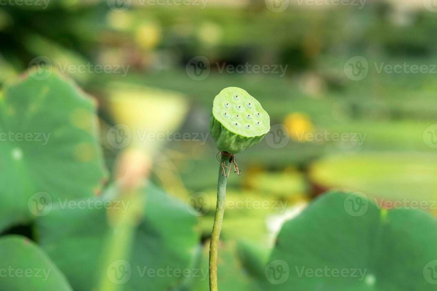 unripe lotus fruit against blurred natural background photo