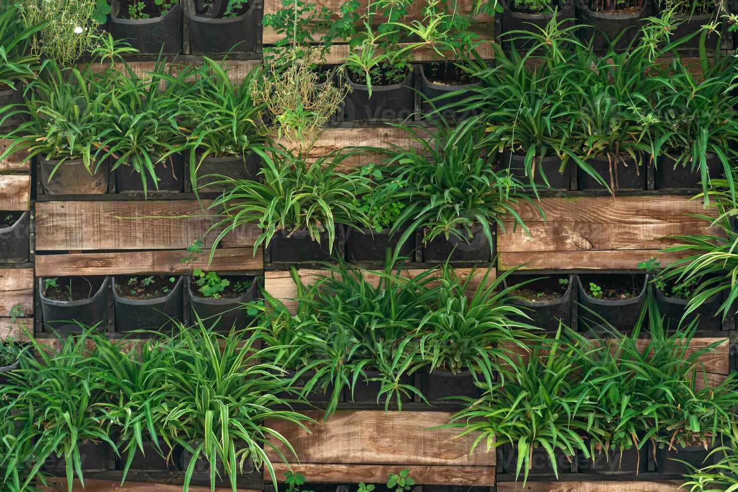 background - elements of vertical gardening, living wall photo