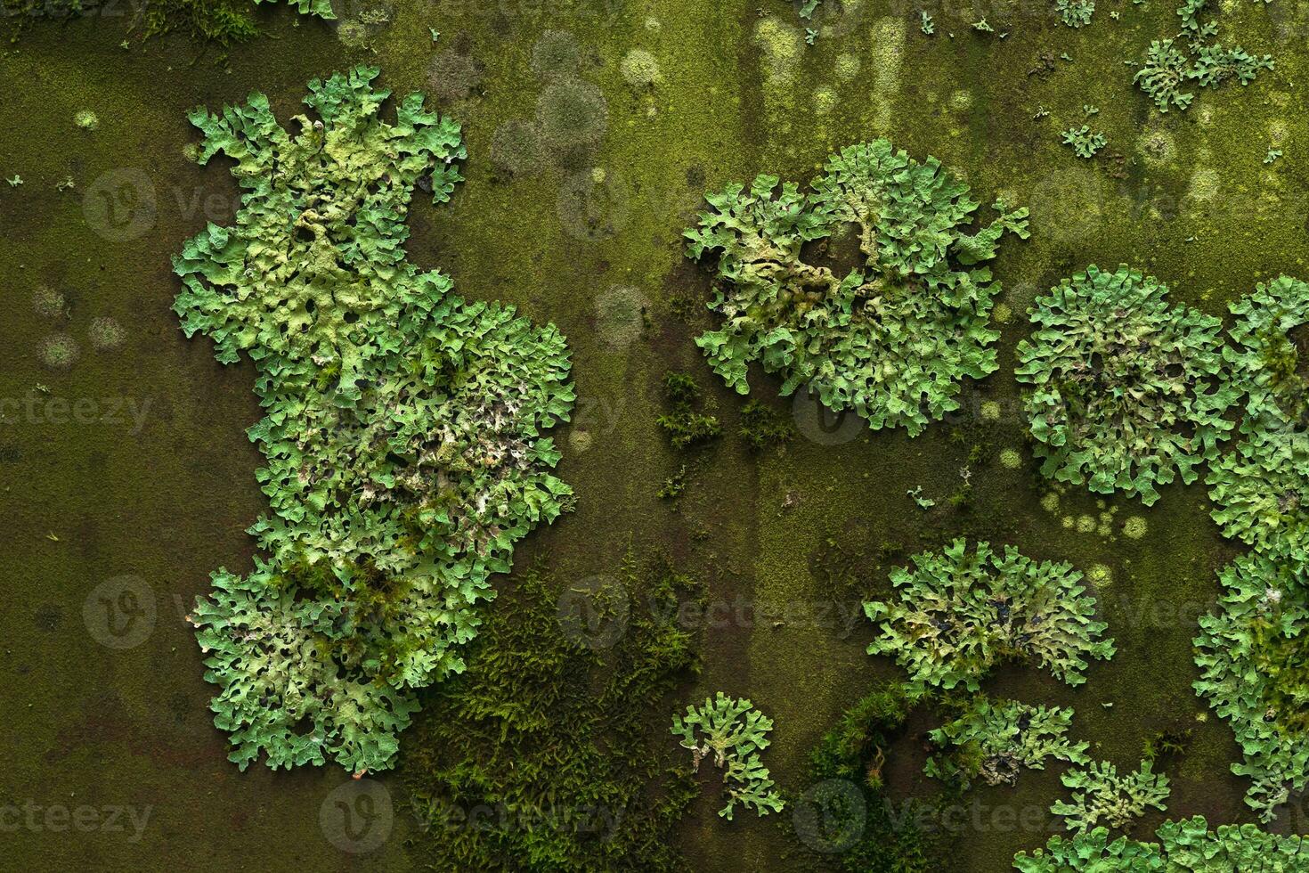 background, texture - surface covered with lichens and moss photo