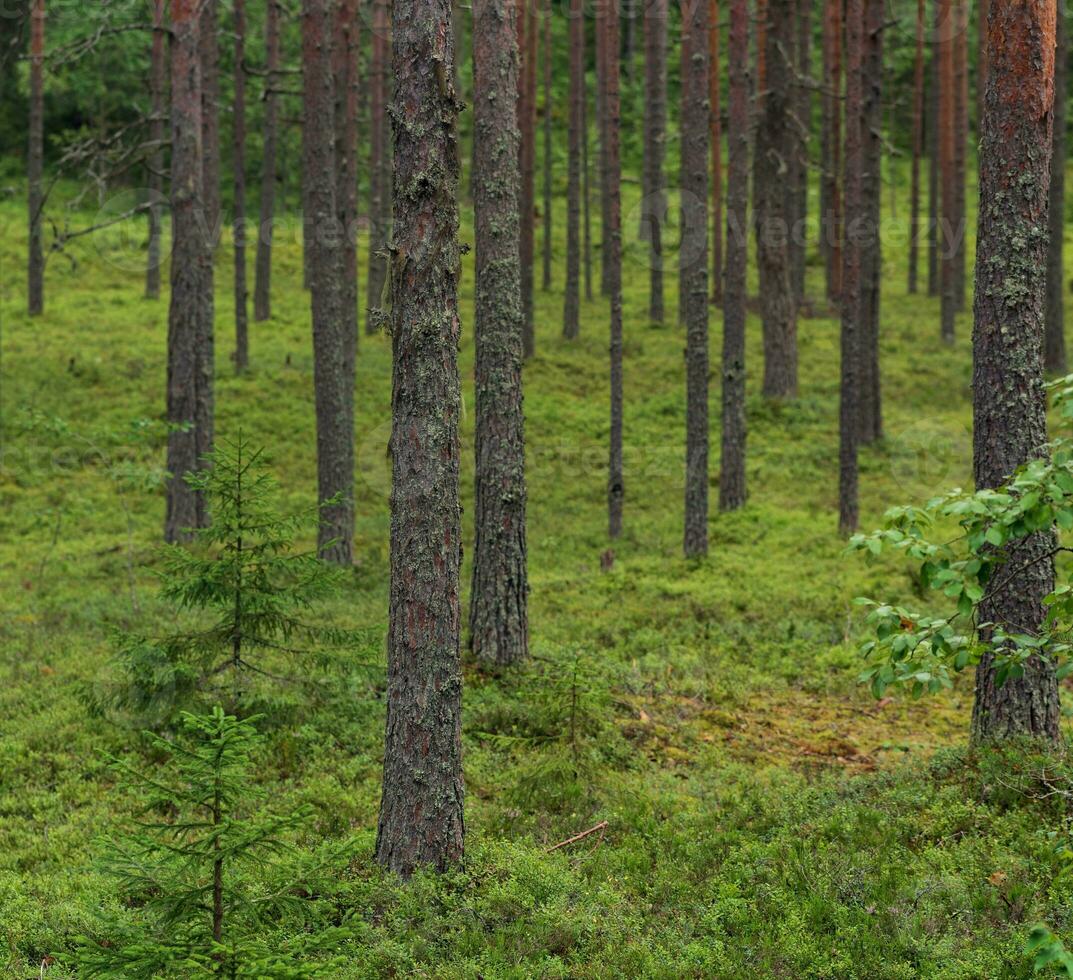 natural paisaje, pino boreal bosque con musgo maleza, conífero taiga foto