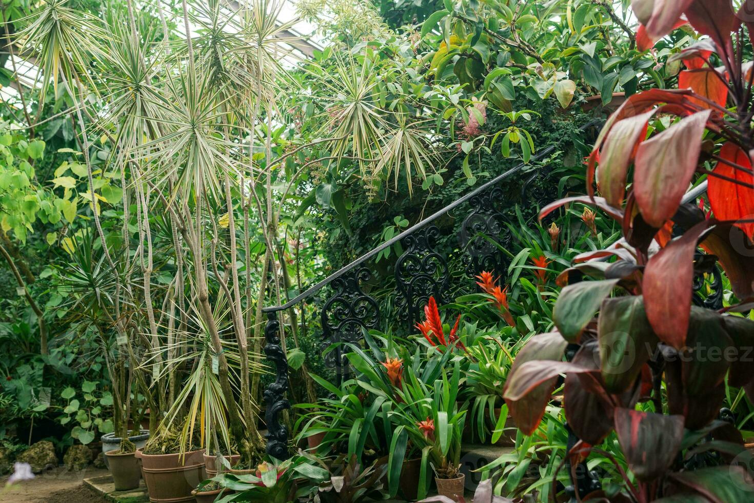 floreciente bromelias en ollas en el pasos de un Clásico escalera entre tropical plantas en un antiguo invernadero foto