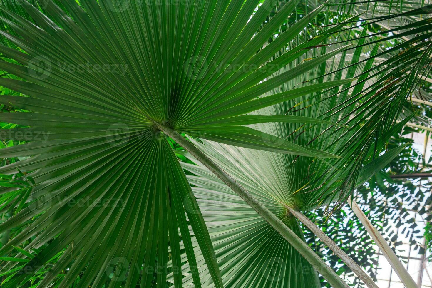leaves of palm trees under the glass ceiling of the greenhouse photo