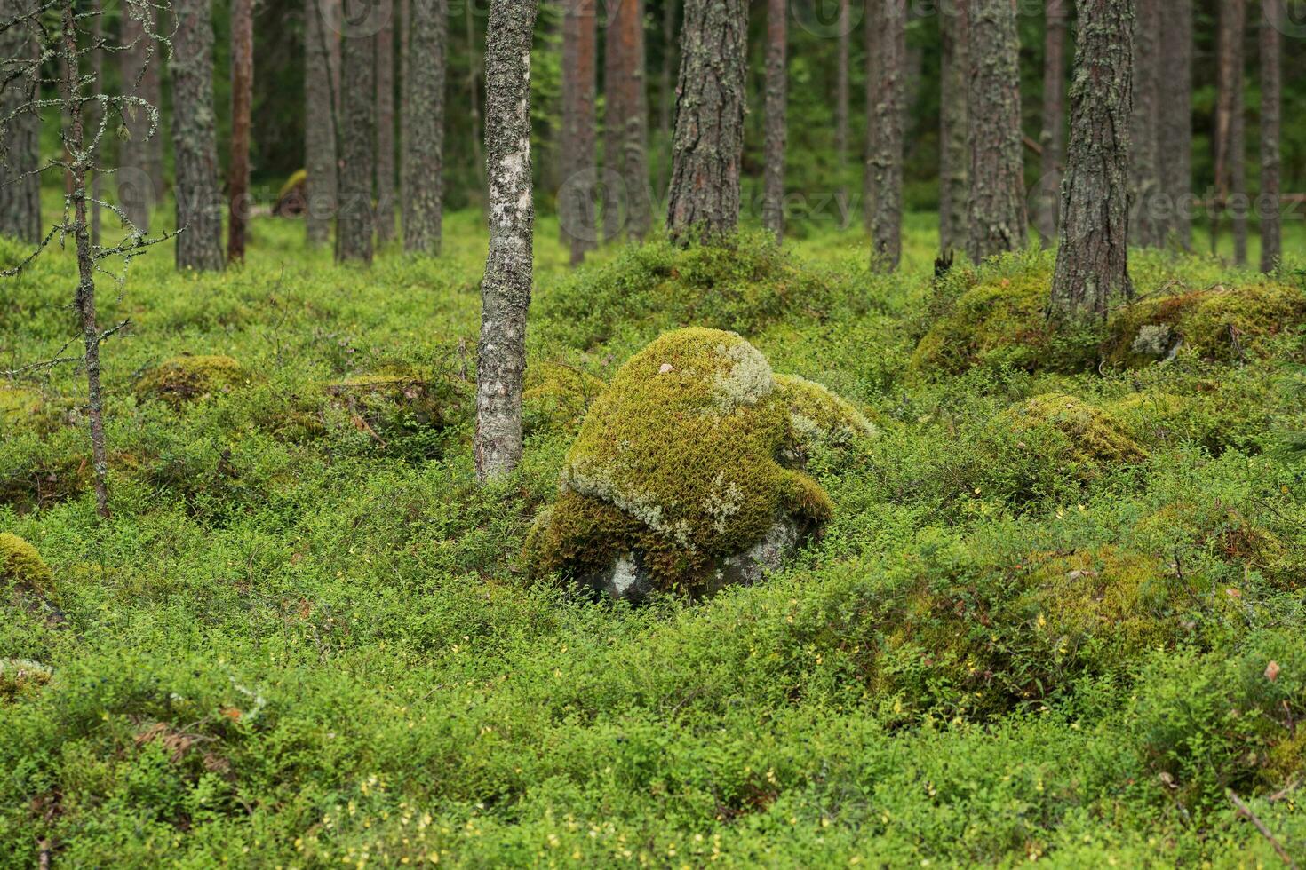 natural landscape, pine boreal forest with mossy rocky undergrowth, coniferous taiga photo