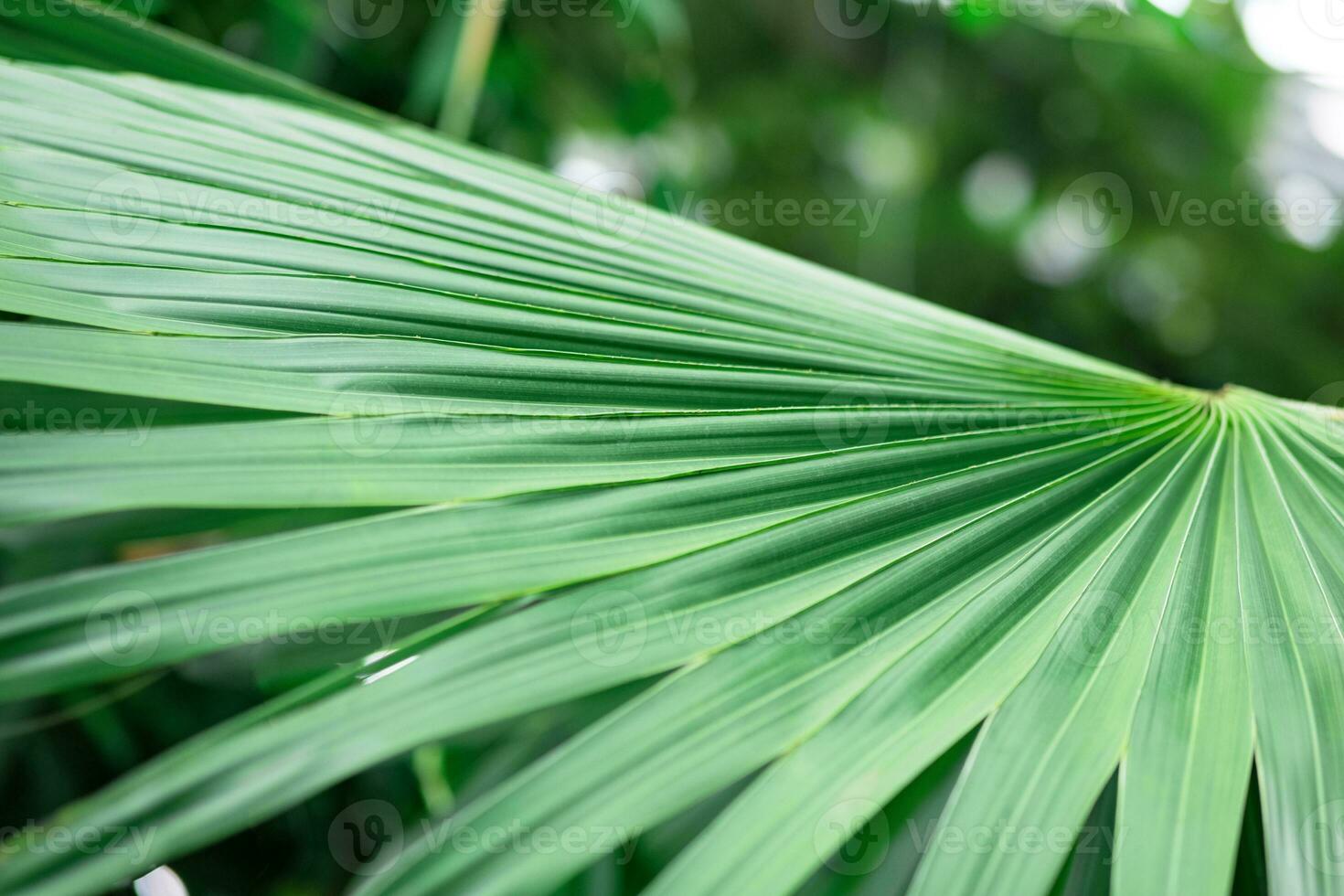 leaves of palm tree close-up on the blurred natural background photo