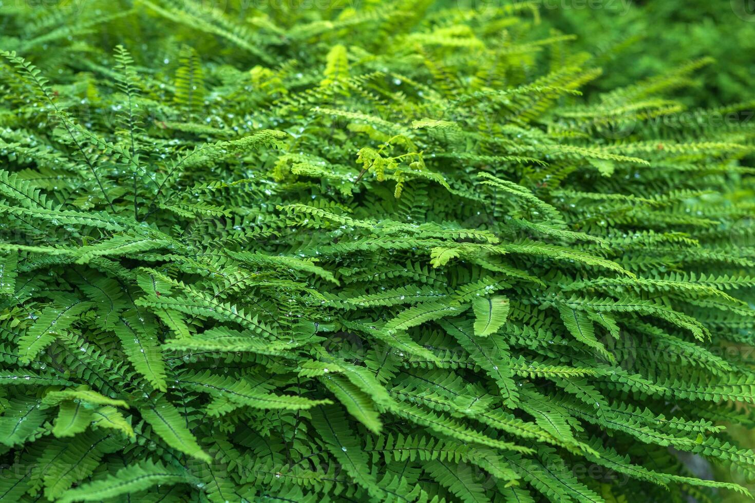 plant background, green leaves, nephrolepis fern covered with dew photo