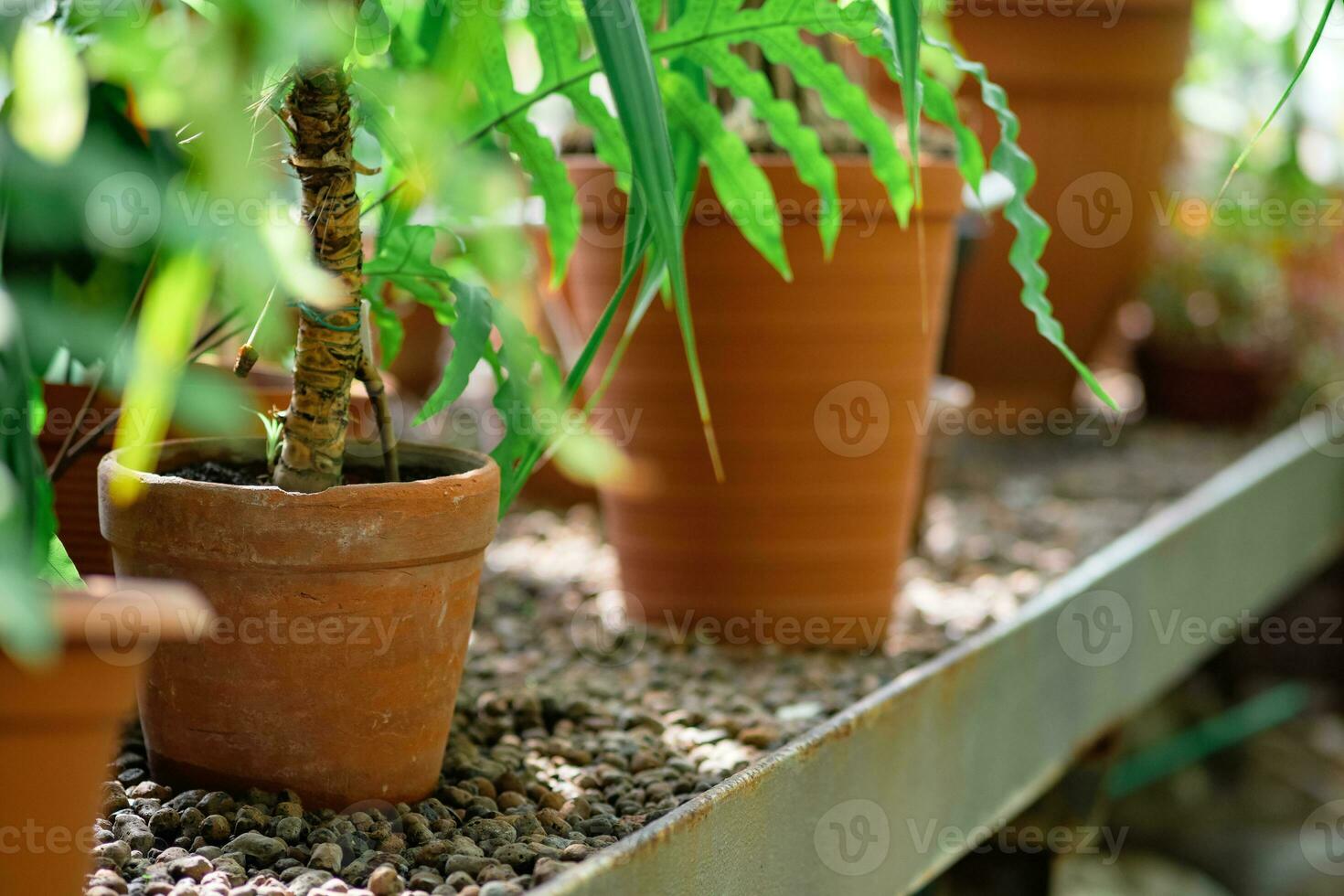 ferns growing in pots on a shelf in a greenhouse photo