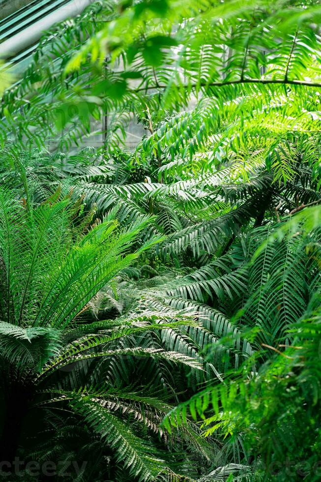 different tropical ferns in large greenhouse photo