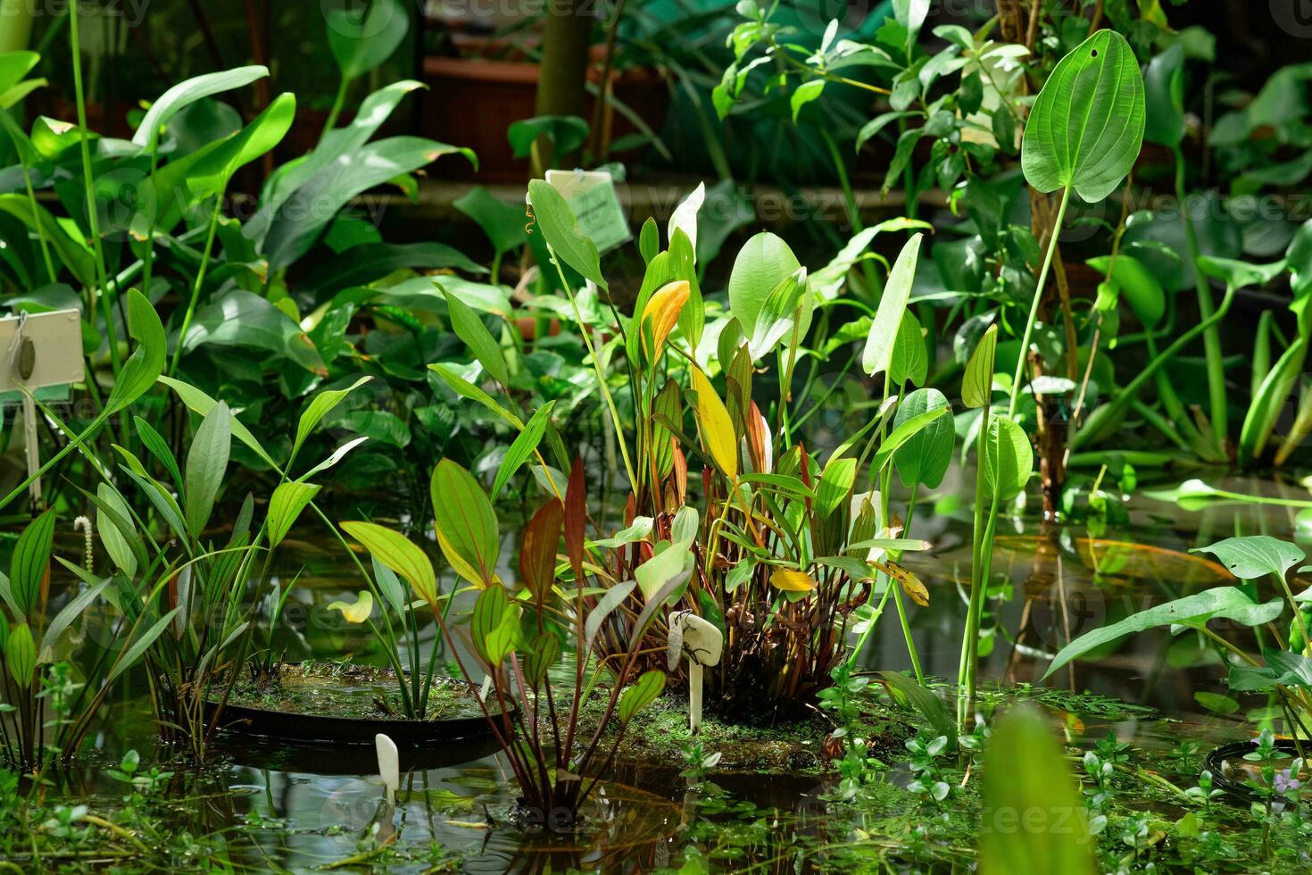 acuático y pantano plantas son crecido en agua en un invernadero foto