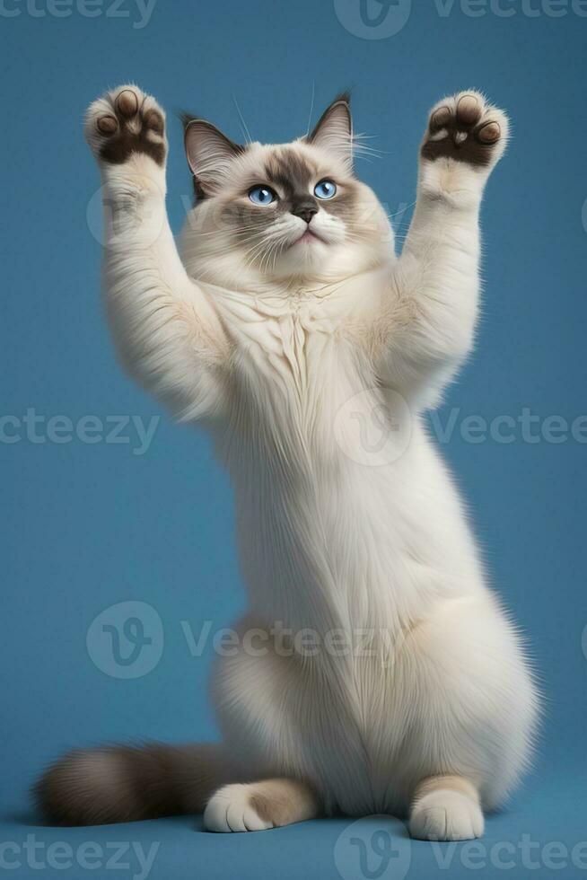 AI generated ragdoll cat isolated on blue background photo