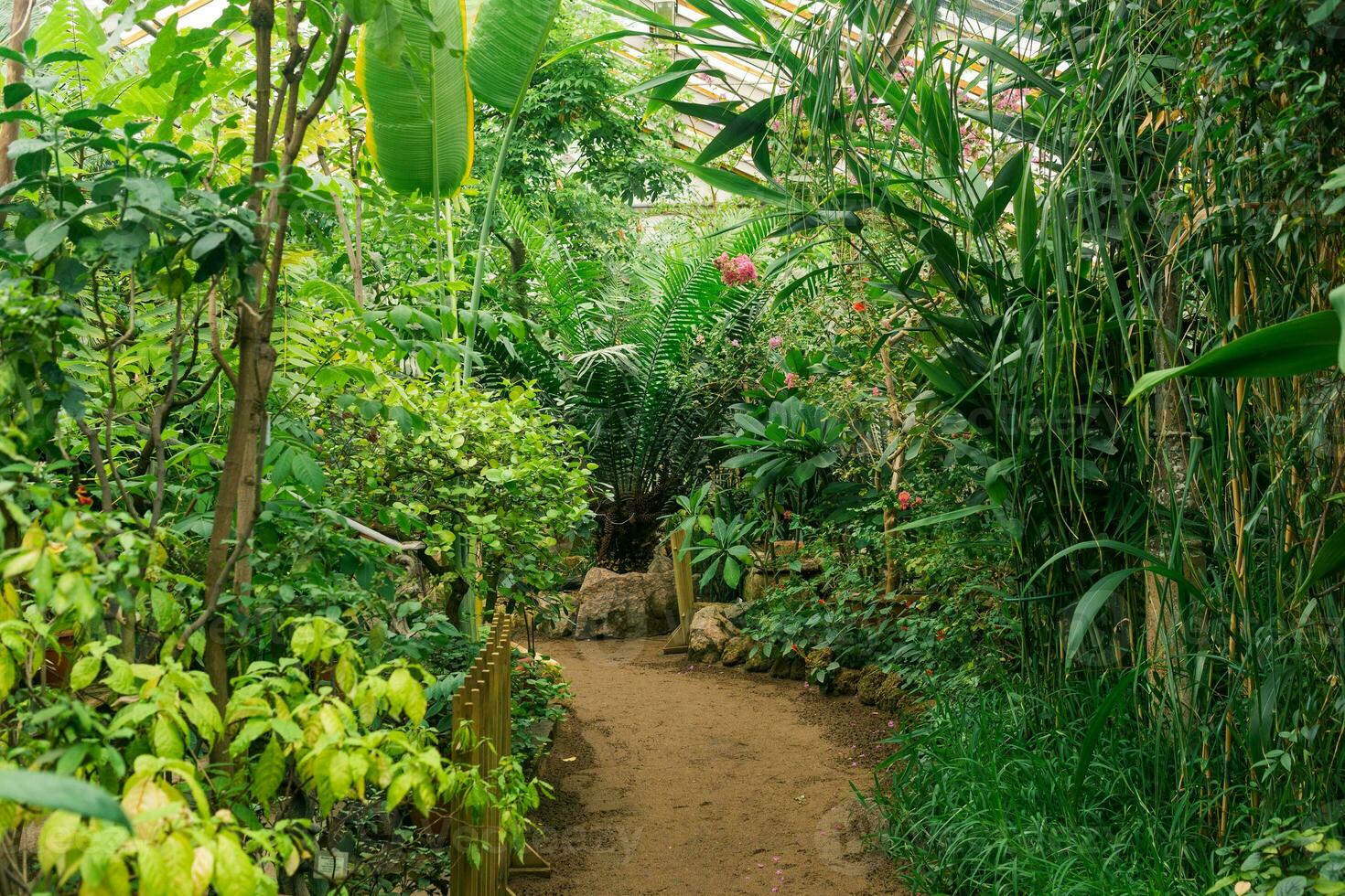 interior of a large greenhouse with flowering tropical plants photo