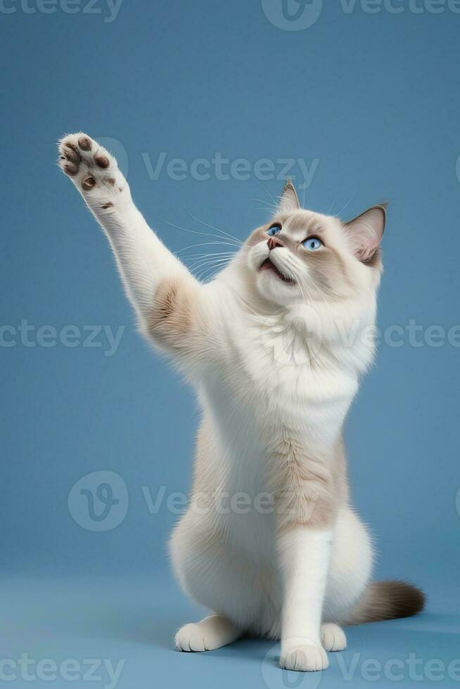 AI generated ragdoll cat isolated on blue background photo