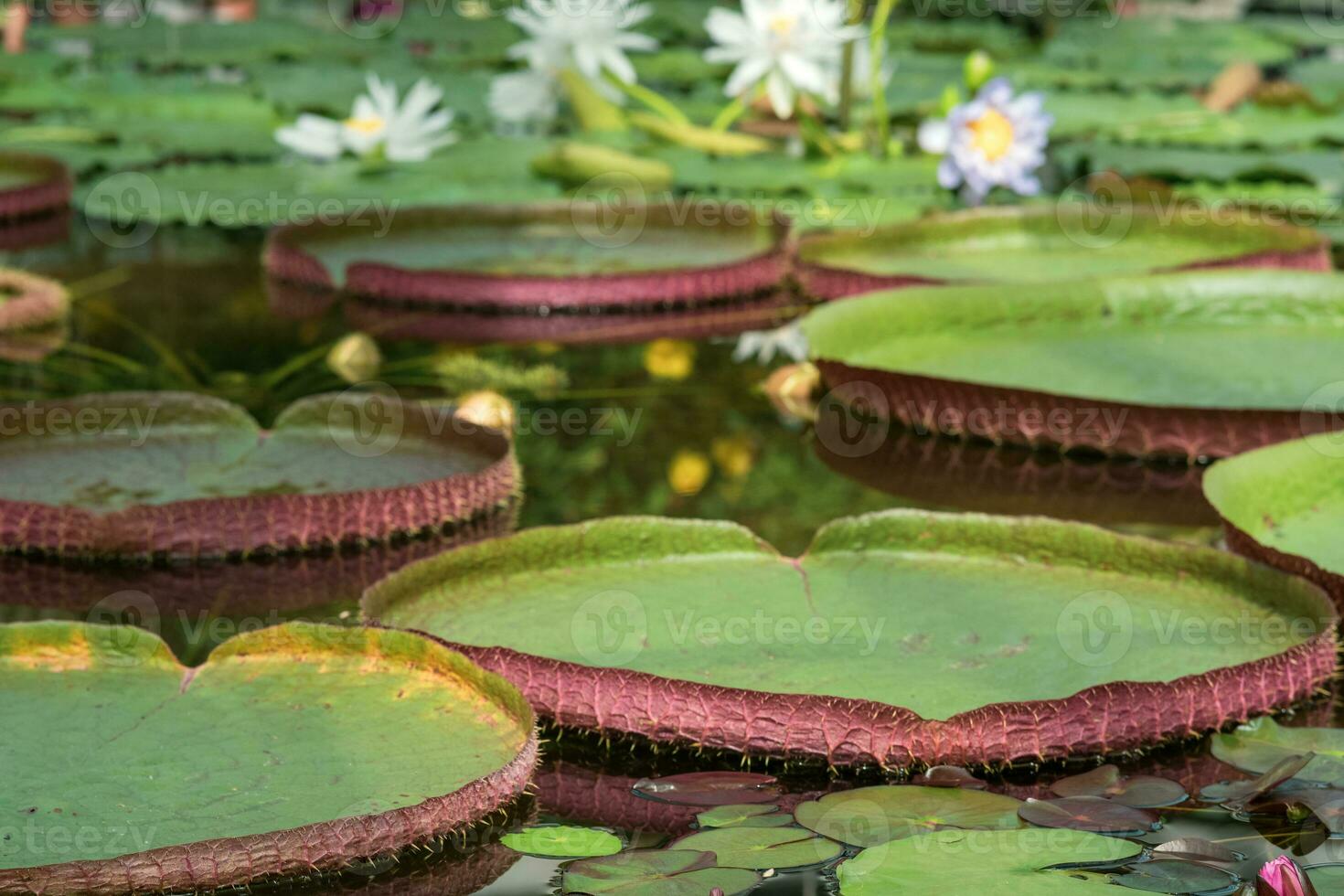 flotante hojas de un gigante agua lirio victoria amazonica foto