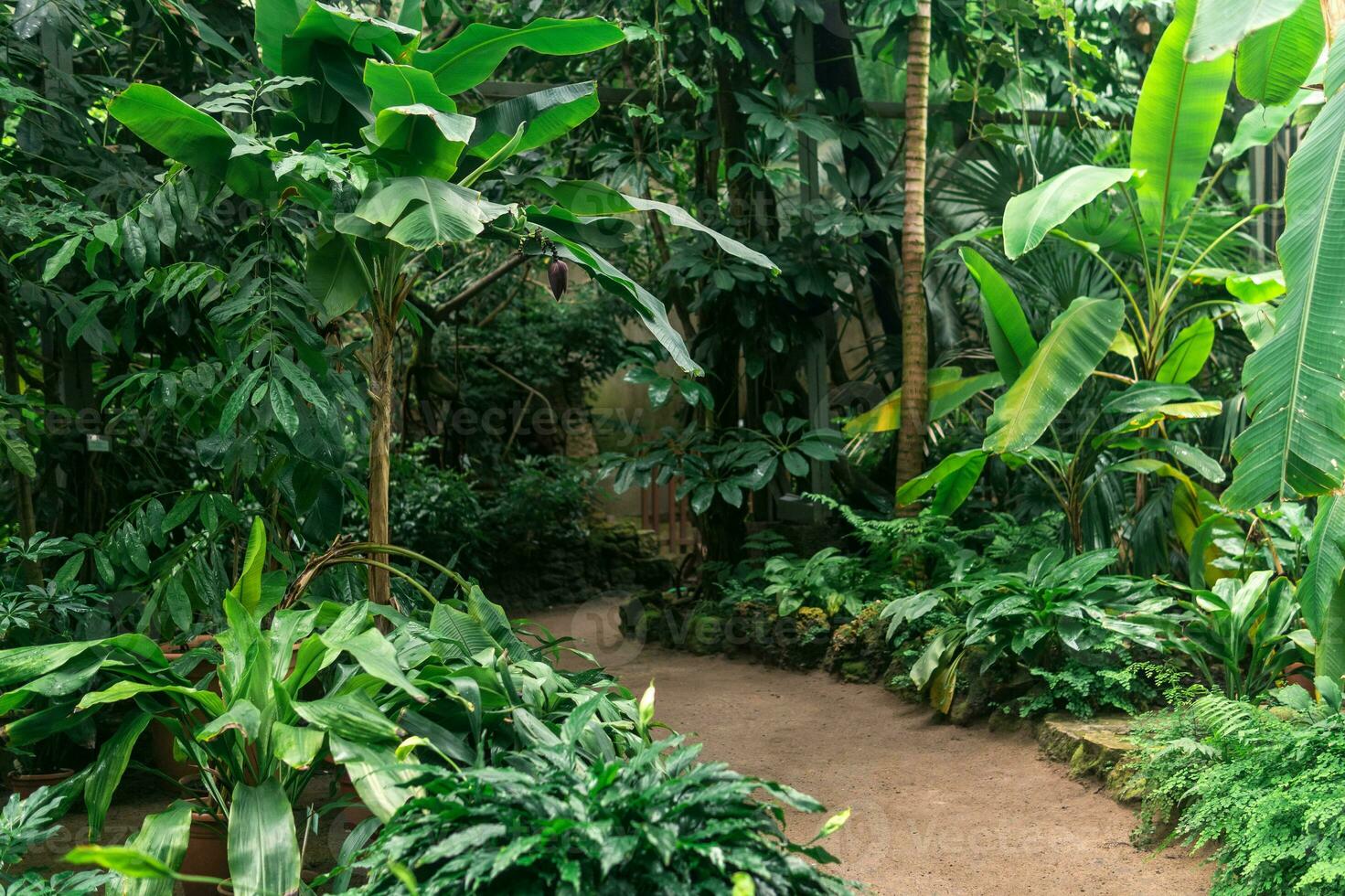 interior of a large greenhouse with tropical plants photo