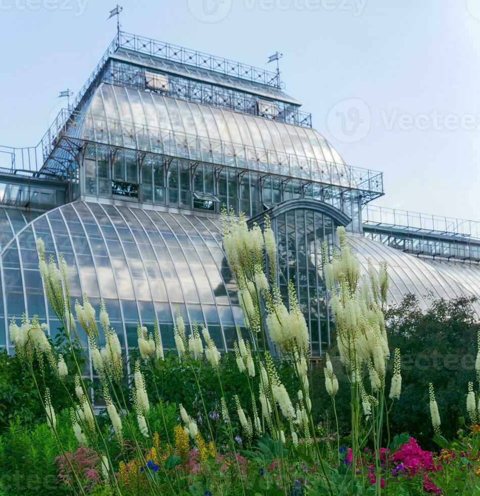 white baneberry inflorescences in a flower garden against the background of a large ancient palm greenhouse photo