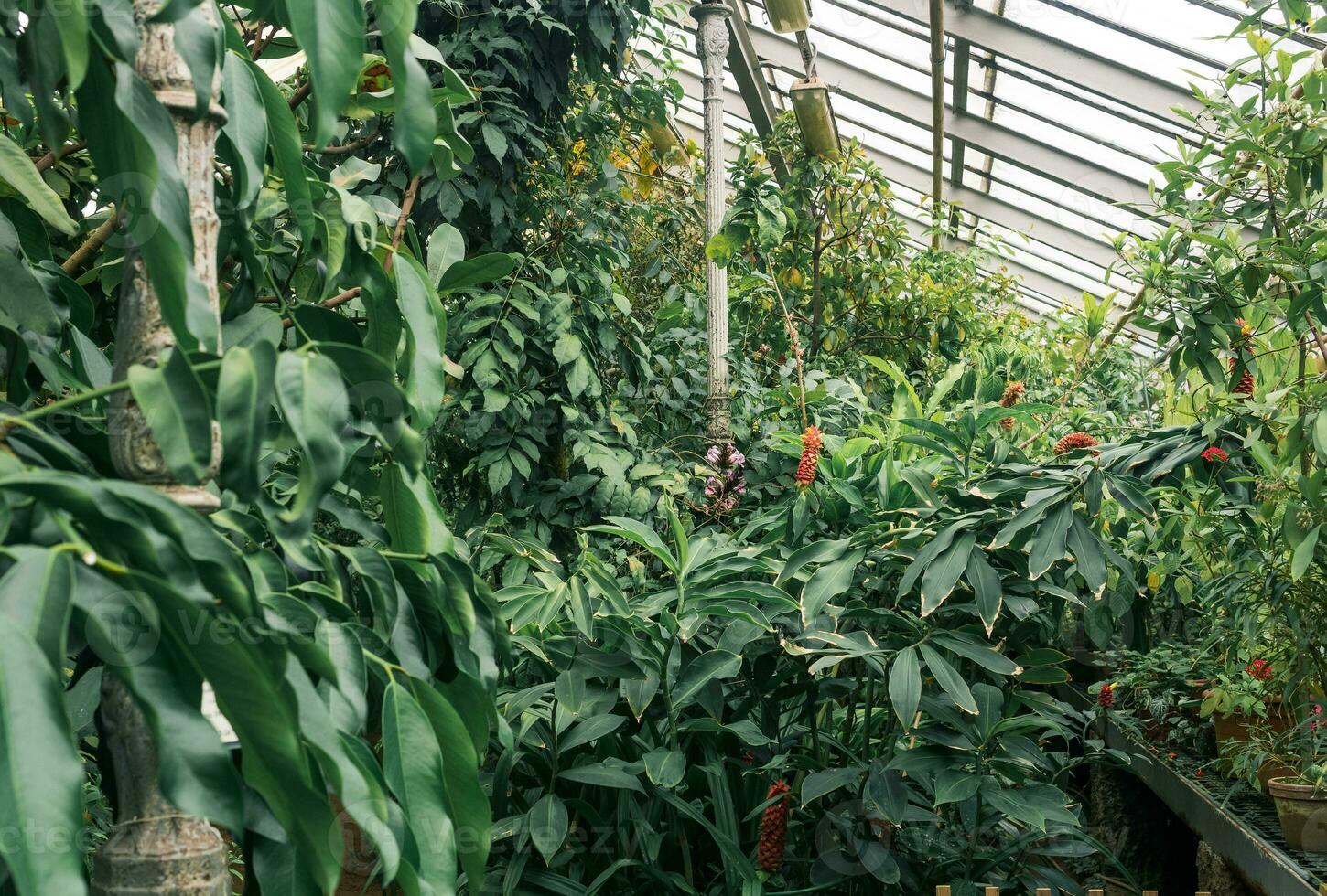 interior of a large old greenhouse with flowering tropical plants photo